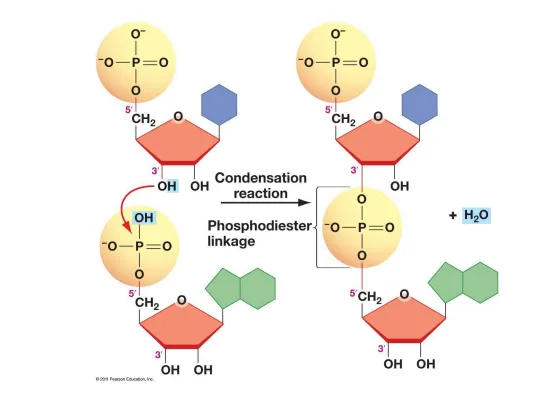Polymerization of nucleotides